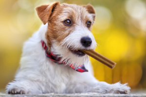 best dental chews for dogs