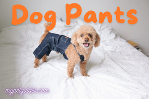 dog pants