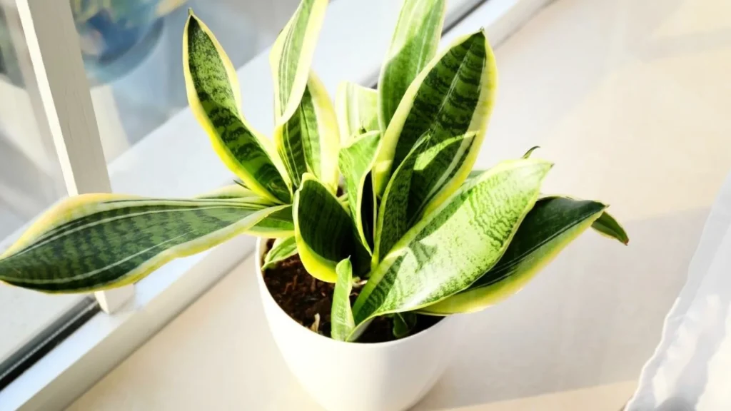 are snake plant monocots or dicots