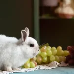 can a bunny eat grapes