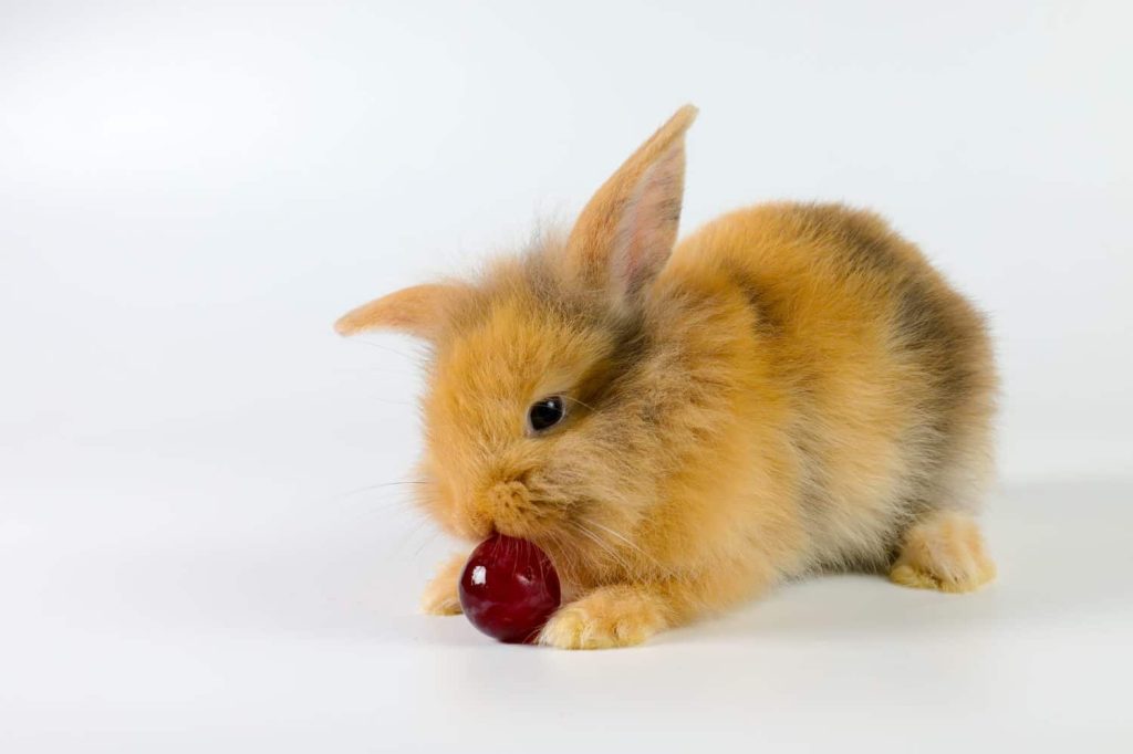 can bunnies have grapes