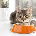 cat food with coconut oil