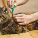 flea spray for cats