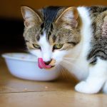 what to feed an older cat that is losing weight