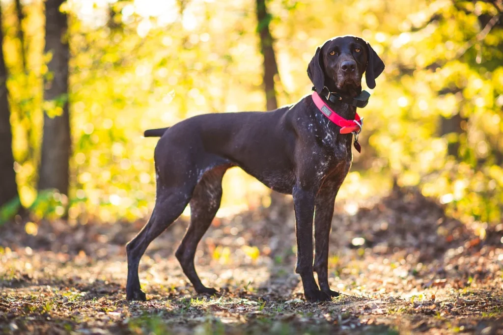 german shorthaired pointer