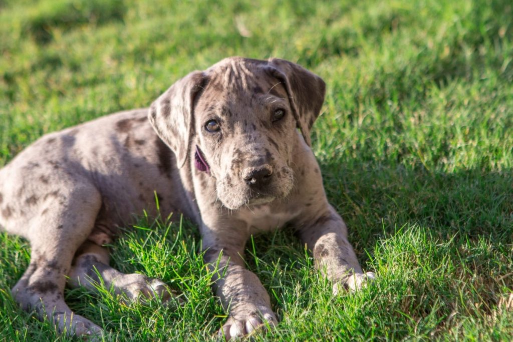 great dane puppies