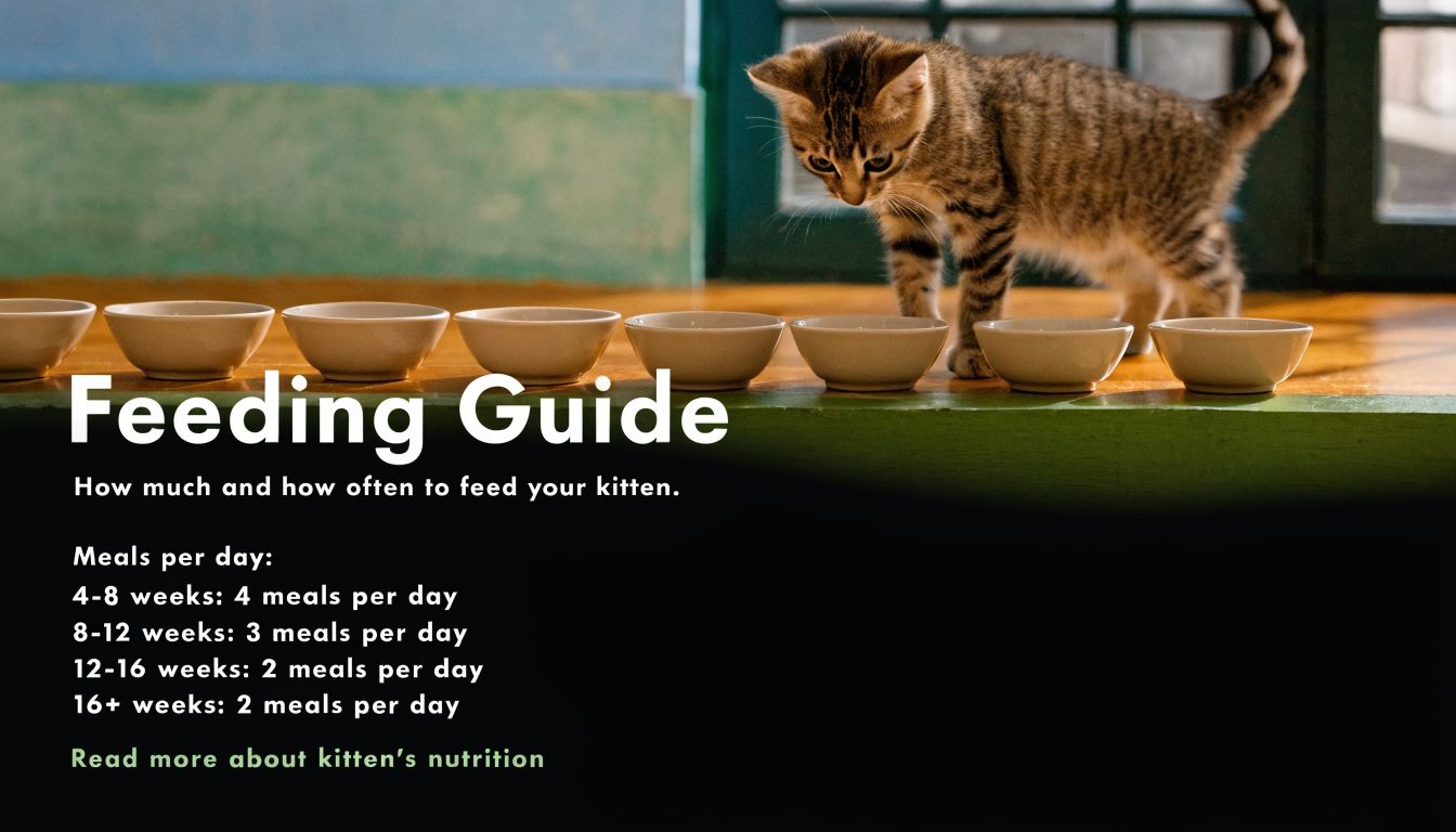 A small striped kitten stands near several tiny bowls with a guide on kitten feeding schedules displayed below.